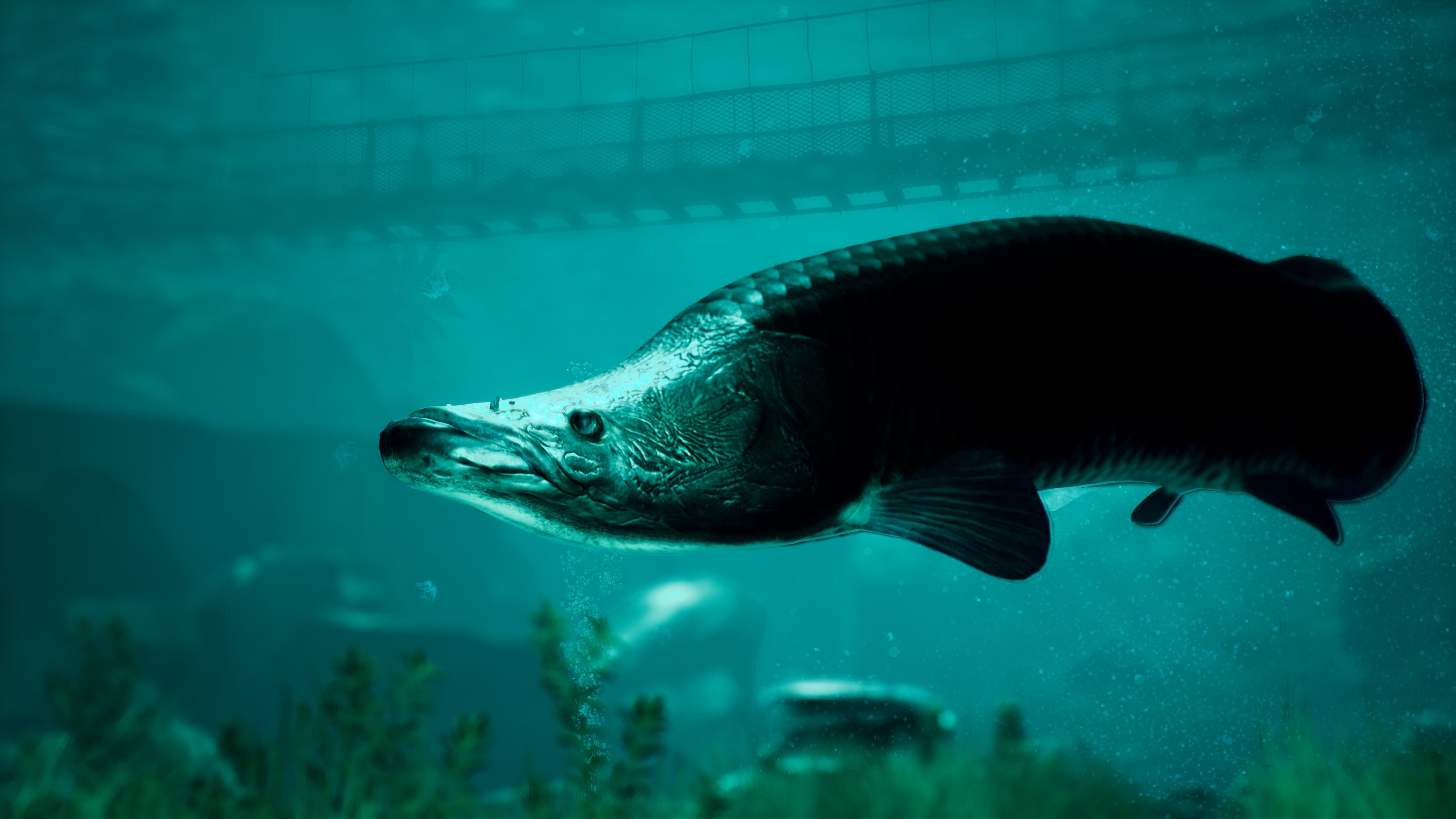 The Catch: Carp & Coarse